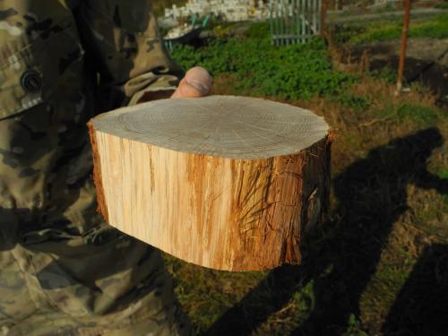 Чем покрыть спил дерева. Спилы дерева в интерьере