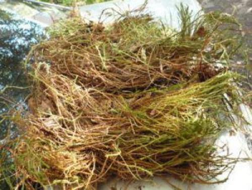 Лучший утеплитель для дома из бруса. Какие бывают межвенцовые утеплители?