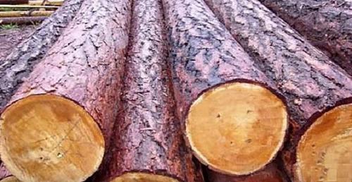 Как выбрать древесину для постройки дома. Оцилиндрованное бревно 01 Как выбрать древесину для постройки дома. Оцилиндрованное бревно 01