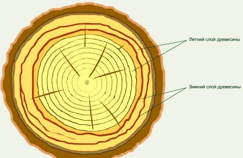 Мебельная древесина. Древесина для мебельного производства