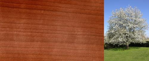 Породы древесины для строительства. Сосна 05