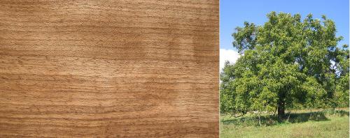 Породы древесины для строительства. Сосна 07