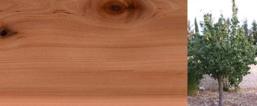 Породы древесины для строительства. Сосна 09