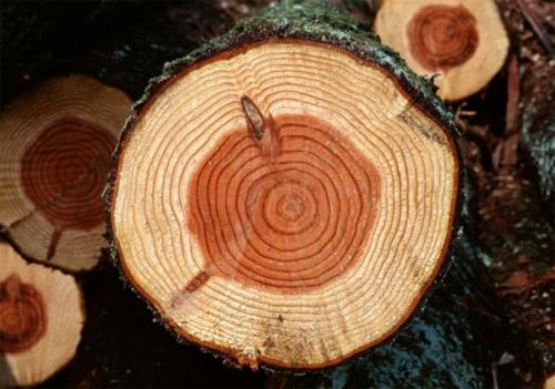 Породы древесины для деревянного дома. Дома из сосны 07 Породы древесины для деревянного дома. Дома из сосны 07