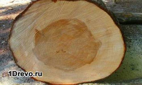 Дом из дуба. Преимущества древесины дуба