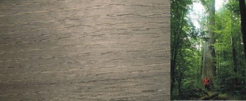 Породы древесины для строительства. Сосна 10