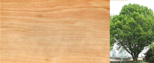 Породы древесины для строительства. Сосна 08