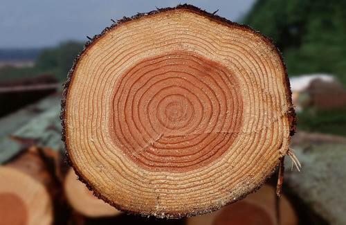 Породы древесины для деревянного дома. Дома из сосны