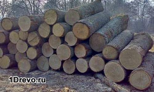 Дом из дуба. Преимущества древесины дуба