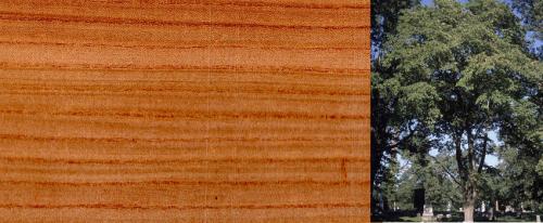 Породы древесины для строительства. Сосна 06