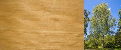 Породы древесины для строительства. Сосна 03