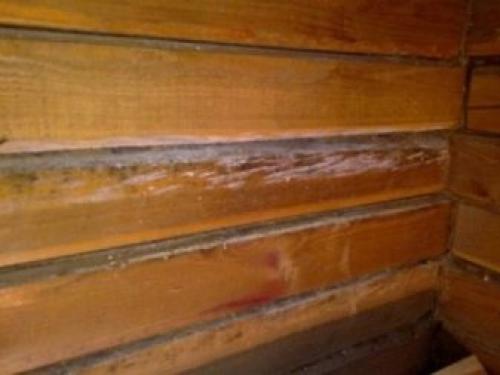 Дерево в интерьере квартиры. Дерево в интерьере 09